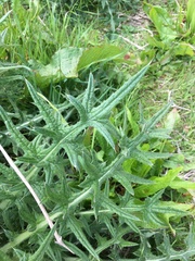Cirsium vulgare