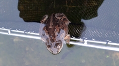 Pelobates fuscus insubricus