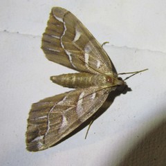 Chalastra aristarcha