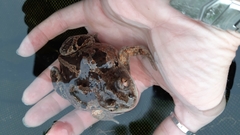 Pelobates fuscus insubricus