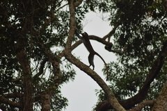 Cercopithecus cephus