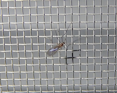 Insecta