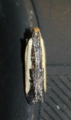 Dichomeris serrativittella