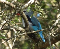 Halcyon senegaloides