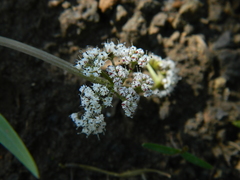 Lomatium linearifolium
