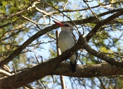 Halcyon senegaloides
