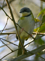 Apalis ruddi