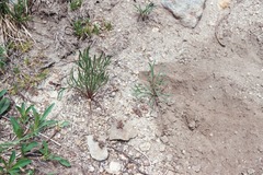 Lomatium fusiformis