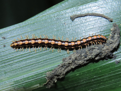 Helicorthomorpha