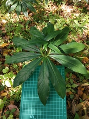 Arisaema thunbergii urashima