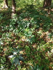 Arisaema thunbergii urashima