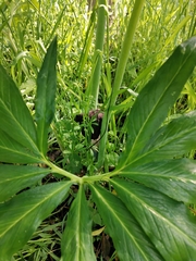 Arisaema thunbergii urashima