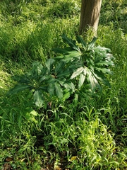 Arisaema thunbergii urashima