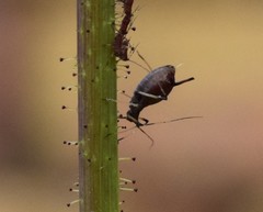 Uroleucon sonchi