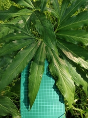 Arisaema thunbergii urashima