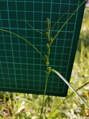 Carex gibba