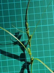 Carex gibba