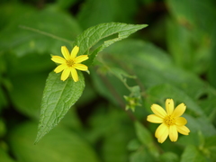 Wedelia urticaefolia