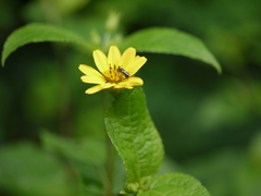 Wedelia urticaefolia