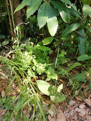 Poa acroleuca