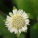 False Daisy - Photo (c) misb_96, some rights reserved (CC BY-NC)