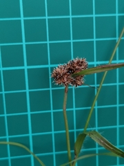 Luzula capitata