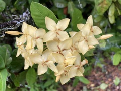 Ixora