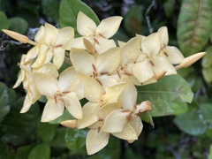 Ixora