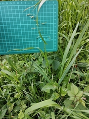 Poa acroleuca