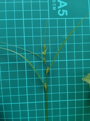 Carex gibba