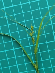 Carex gibba