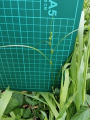 Carex gibba