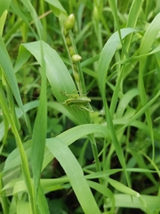 Tettigonia orientalis