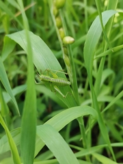 Tettigonia orientalis