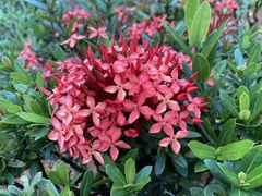 Ixora