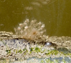 Ectopleura crocea