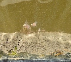 Ectopleura crocea