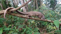 Phataginus tricuspis