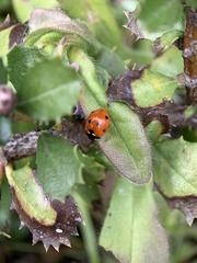 Coccinella septempunctata