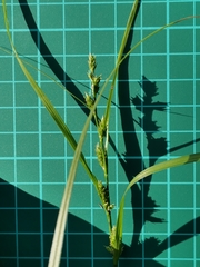 Carex gibba