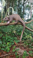 Phataginus tricuspis