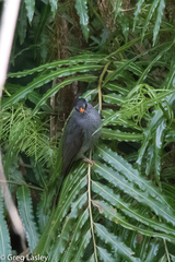 Hypsipetes madagascariensis