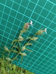 Silene gallica gallica