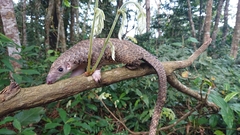 Phataginus tricuspis