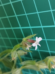 Silene gallica gallica