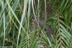 Hypsipetes madagascariensis
