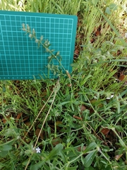Silene gallica gallica