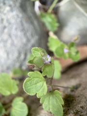 Veronica hederifolia-sublobata-triloba