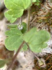 Veronica hederifolia-sublobata-triloba