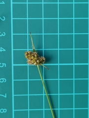 Luzula capitata